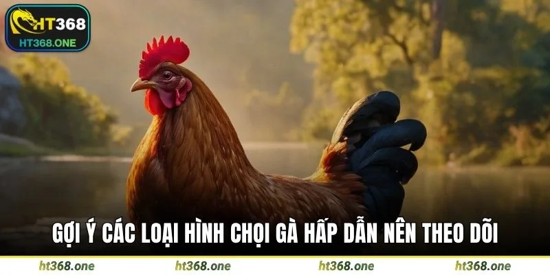 Gợi ý các loại hình chọi gà hấp dẫn nên theo dõi