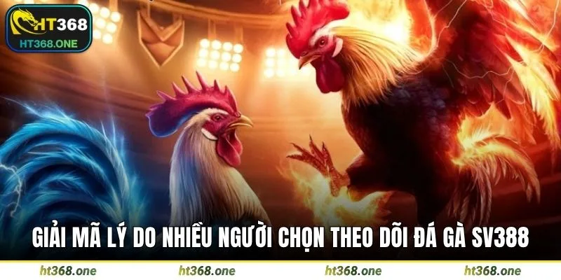 Giải mã lý do nhiều người chọn theo dõi đá gà SV388