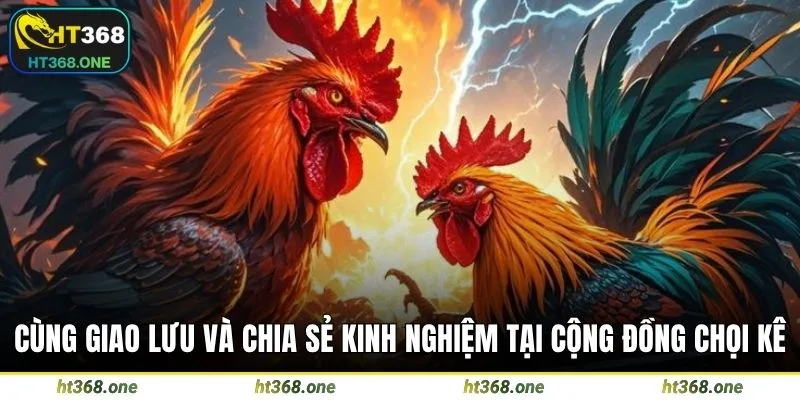 Cùng giao lưu và chia sẻ kinh nghiệm tại cộng đồng chọi kê