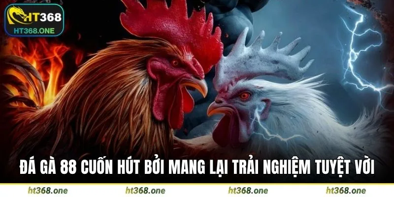 Đá gà 88 cuốn hút bởi mang lại trải nghiệm tuyệt vời