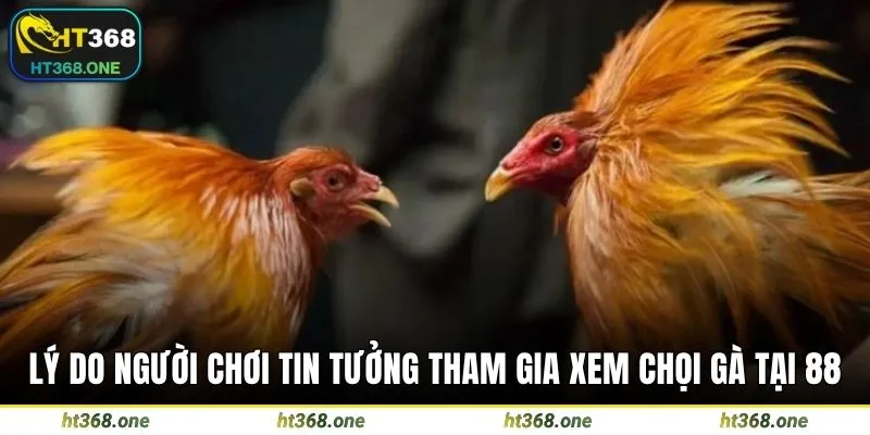 Lý do người chơi tin tưởng tham gia xem chọi gà tại 88
