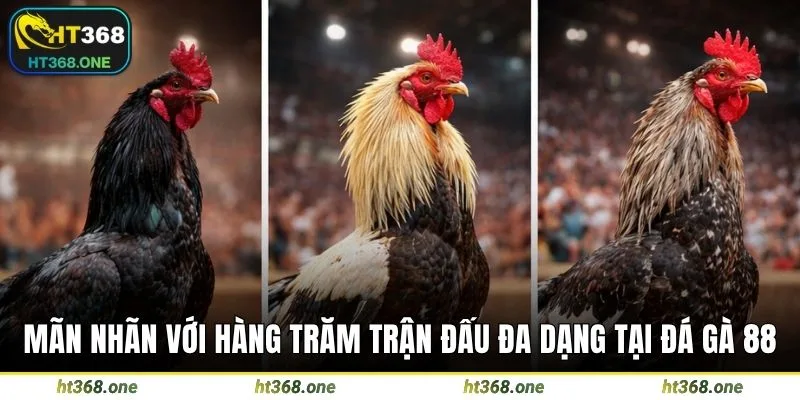 Mãn nhãn với hàng trăm trận đấu đa dạng tại đá gà 88