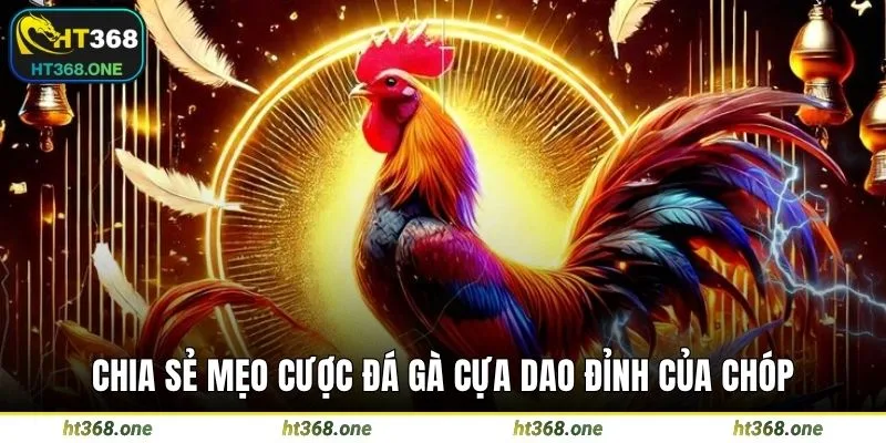 Chia sẻ mẹo cược đá gà cựa dao đỉnh của chóp