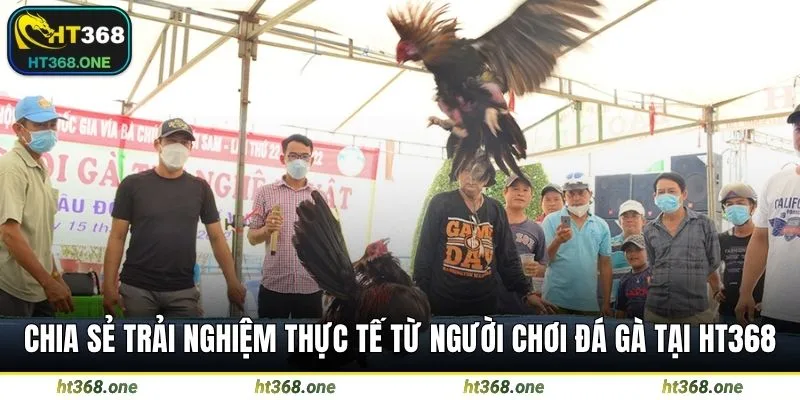 Chia sẻ trải nghiệm thực tế từ người chơi đá gà tại HT368