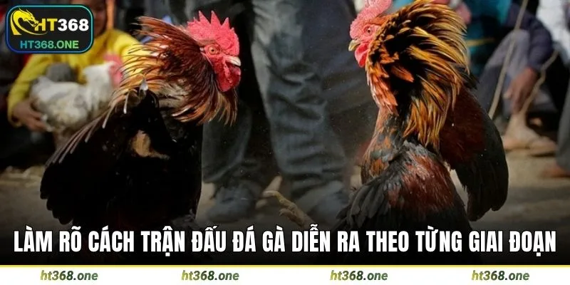 Làm rõ cách trận đấu đá gà diễn ra theo từng giai đoạn