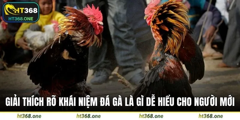 Giải thích rõ khái niệm đá gà là gì dễ hiểu cho người mới