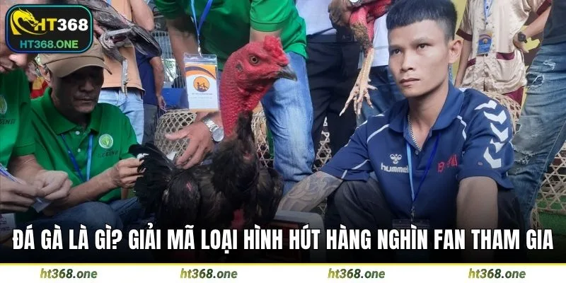 Đá gà là gì