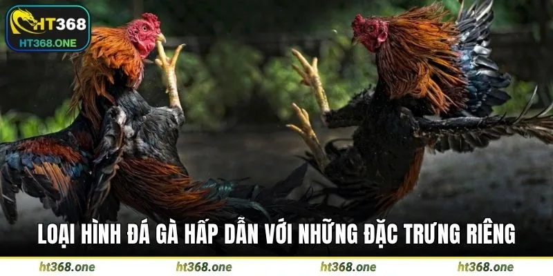 Loại hình đá gà hấp dẫn với những đặc trưng riêng