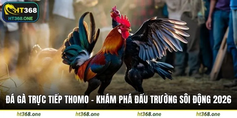 Đá gà trực tiếp thomo