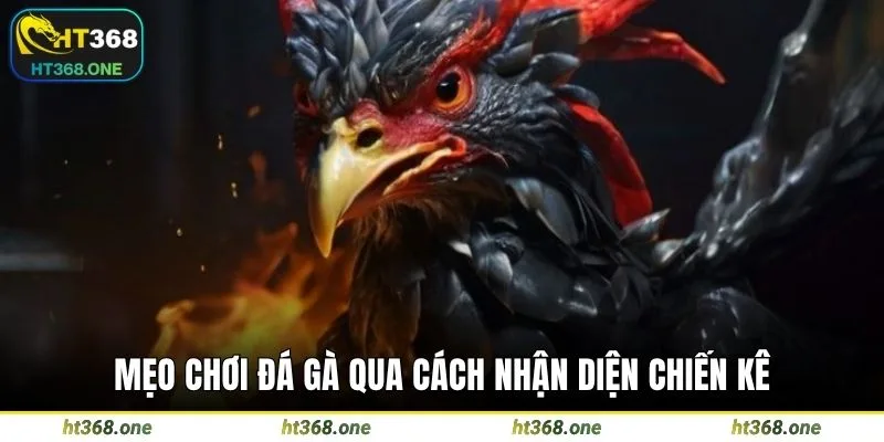 Mẹo chơi đá gà qua cách nhận diện chiến kê