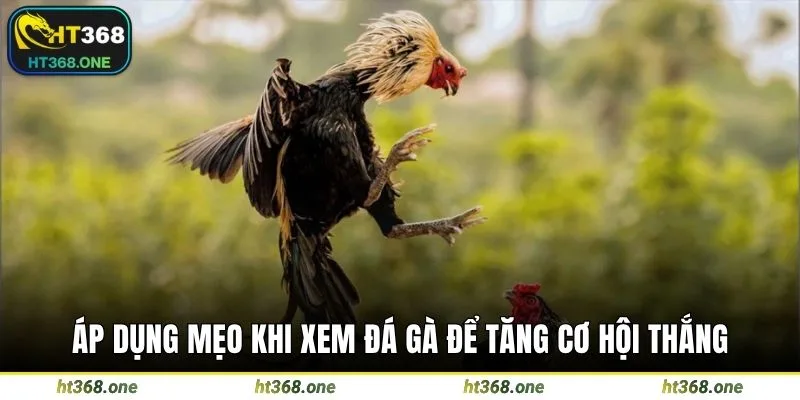 Áp dụng mẹo khi xem đá gà để tăng cơ hội thắng