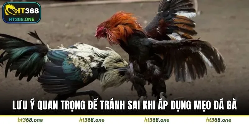 Lưu ý quan trọng để tránh sai khi áp dụng mẹo đá gà