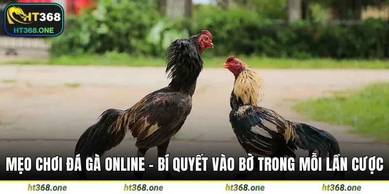 Mẹo chơi đá gà online
