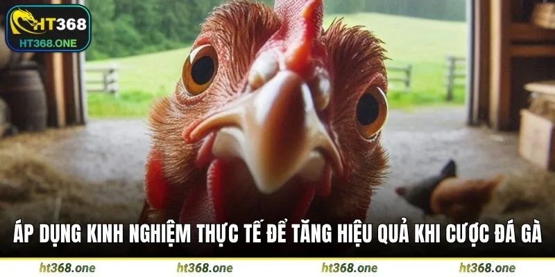 Áp dụng kinh nghiệm thực tế để tăng hiệu quả khi cược đá gà