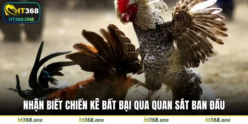 Nhận biết chiến kê bất bại qua quan sát ban đầu