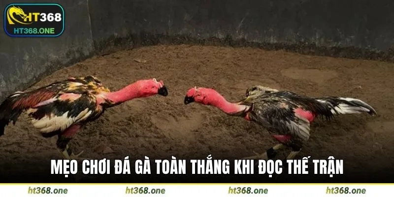 Mẹo chơi đá gà toàn thắng khi đọc thế trận