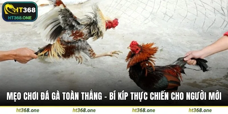 Mẹo chơi đá gà toàn thắng