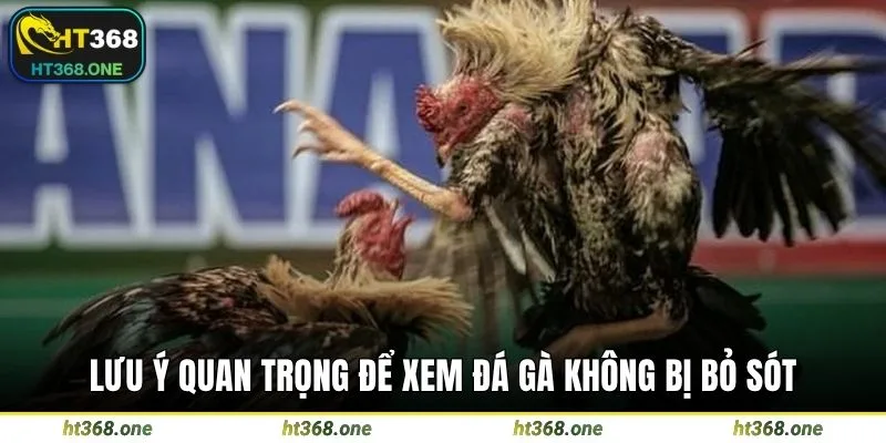 Lưu ý quan trọng để xem đá gà không bị bỏ sót