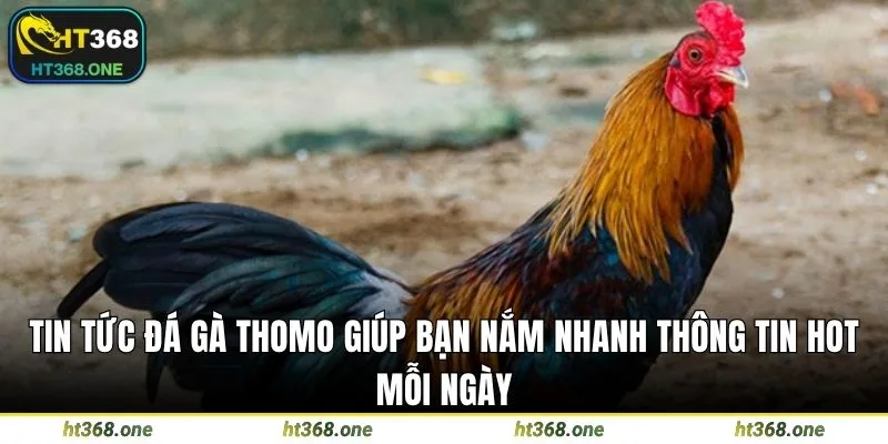 Tin tức đá gà thomo giúp bạn nắm nhanh thông tin hot mỗi ngày