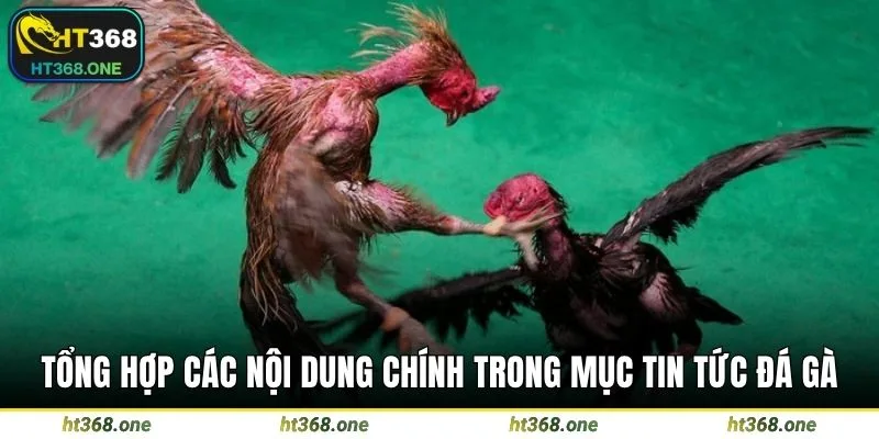 Tổng hợp các nội dung chính trong mục tin tức đá gà