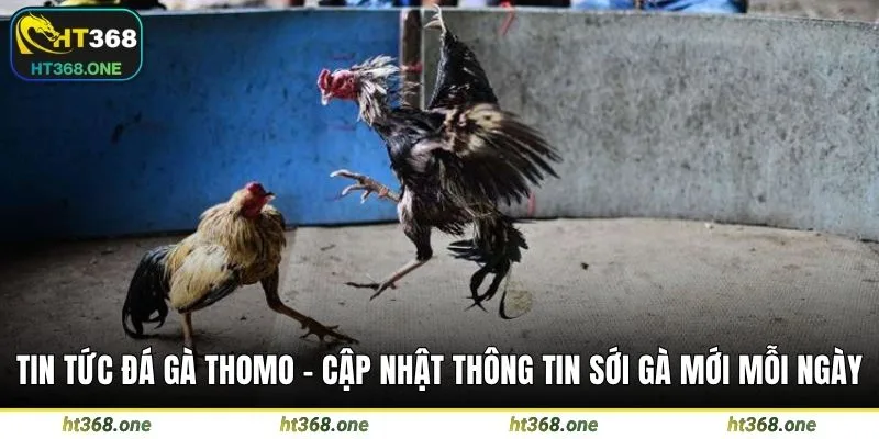 Tin tức đá gà thomo